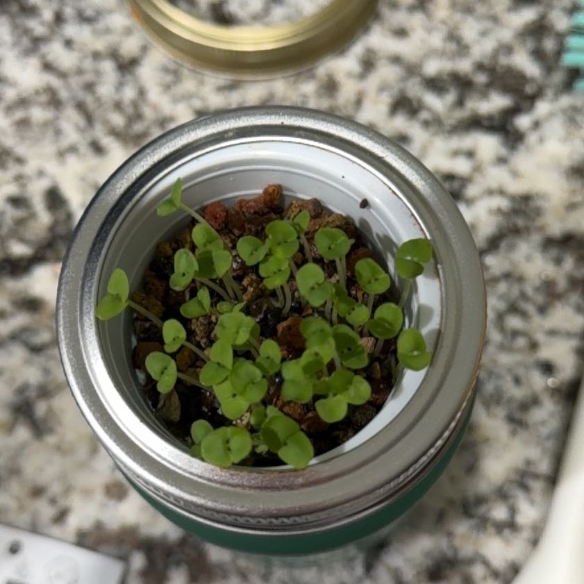 Photo of the plant species Thai Basil by @SharpPitayita8 named Xena on Greg, the plant care app