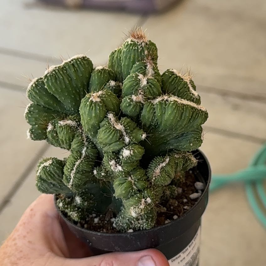 Photo of the plant species Cereus 'Yoke Num Chote' by @TryVeilwort27 named Rosa on Greg, the plant care app