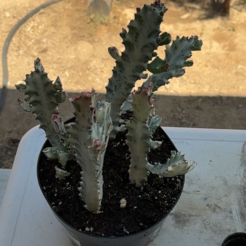 Photo of the plant species 'Ghost Cactus' by @TryVeilwort27 named Bigleef Smalls on Greg, the plant care app