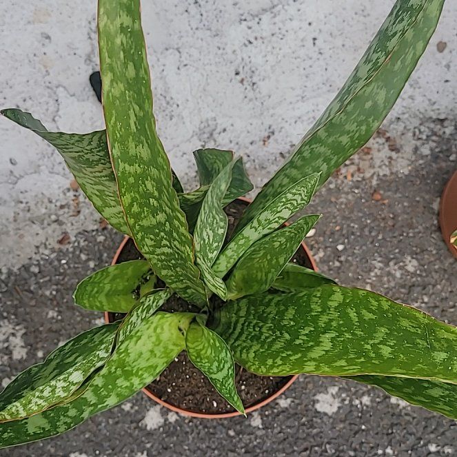 Photo of the plant species Gasteria Acinacifolia by @GladBaldcypress named Clooney on Greg, the plant care app