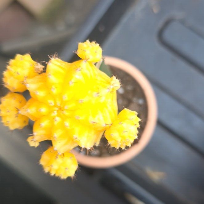 Photo of the plant species Kerria Japonica by @GladBaldcypress named Aristotle on Greg, the plant care app