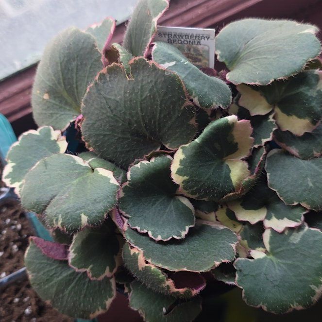 Photo of the plant species Pink Alumroot by @GladBaldcypress named Sproutacus on Greg, the plant care app