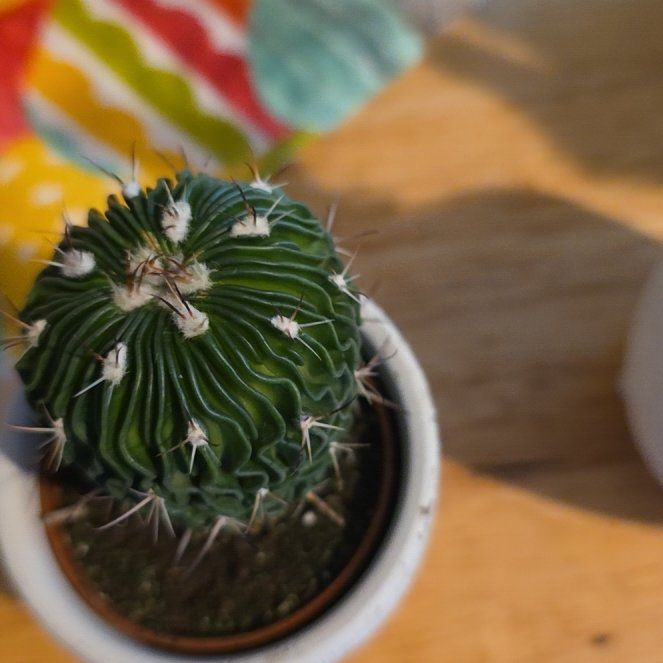 Photo of the plant species Brain Cactus by @GladBaldcypress named Marilyn on Greg, the plant care app