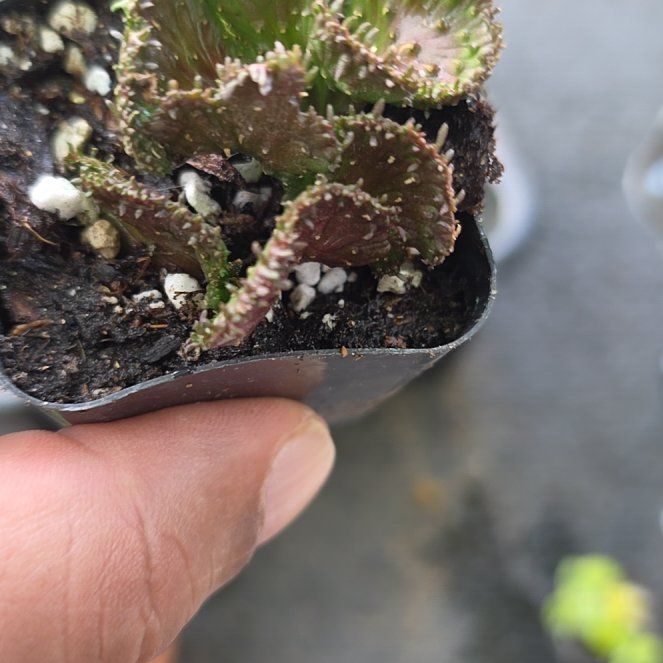 Photo of the plant species Rose of Jericho by @GladBaldcypress named Keanu Leaves on Greg, the plant care app