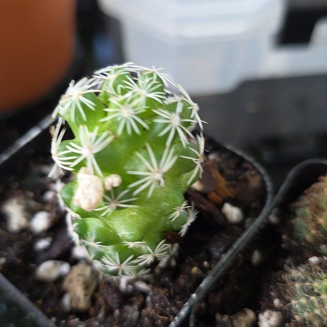 Photo of the plant species Missouri Foxtail Cactus by @GladBaldcypress named Bigleef Smalls on Greg, the plant care app