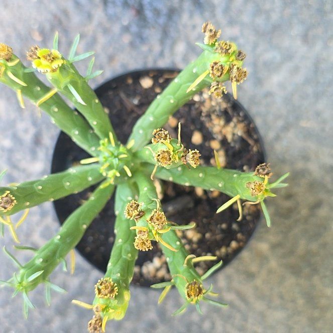 Photo of the plant species Medusa's Head by @GladBaldcypress named Kardashian on Greg, the plant care app