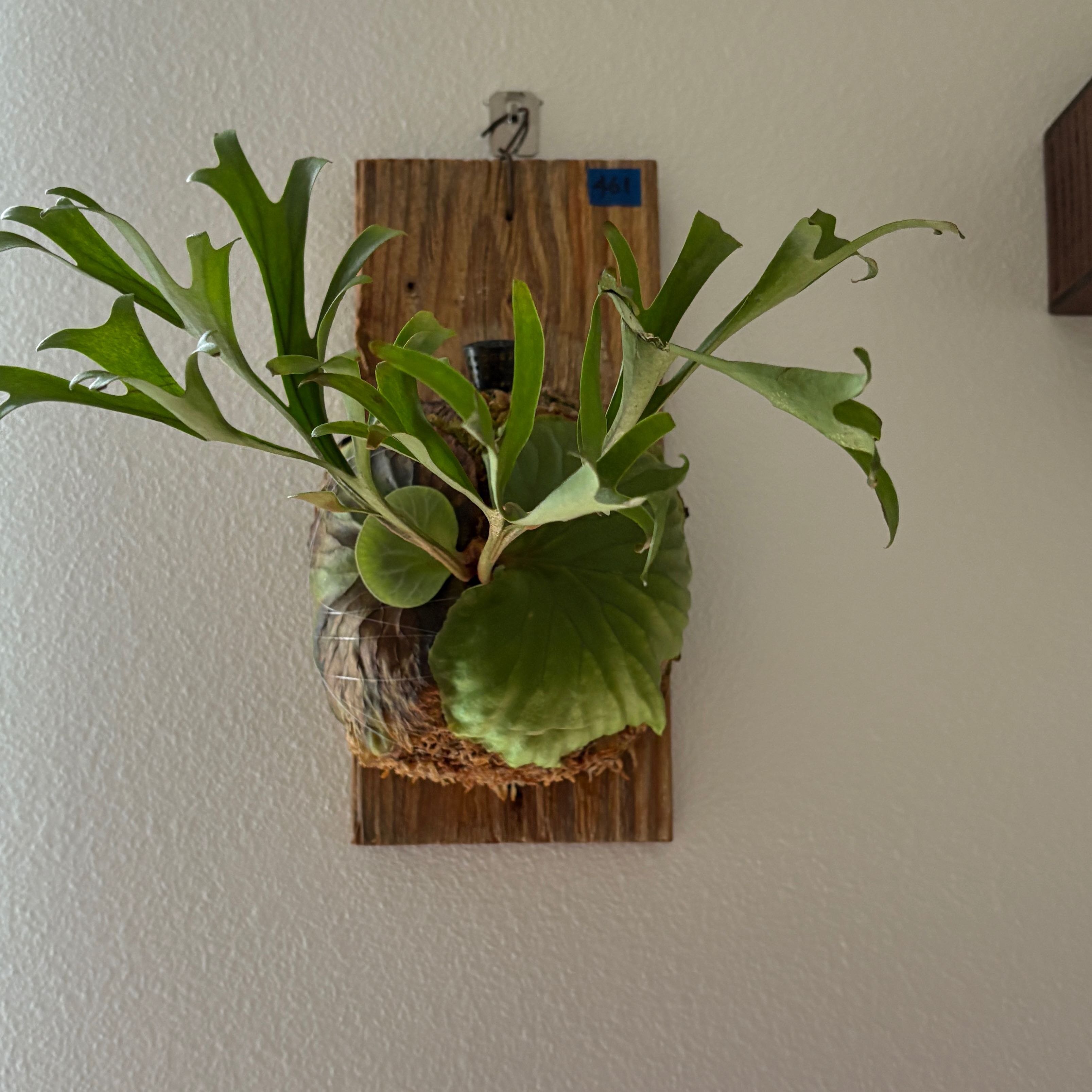 Photo of the plant species Ridley's Staghorn Fern by @FabPuka94 named Luna on Greg, the plant care app