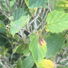 Photo of the plant species Vernal Witch Hazel 'Orange Spangles' by @AceYuzutree63 named Bella on Greg, the plant care app