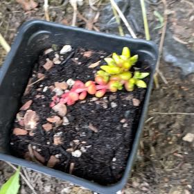 Photo of the plant species Spreading Stonecrop by @SirOnion60 named Prince on Greg, the plant care app