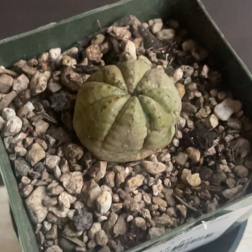 Photo of the plant species Baseball Plant by @UberAgave29 named Sage on Greg, the plant care app