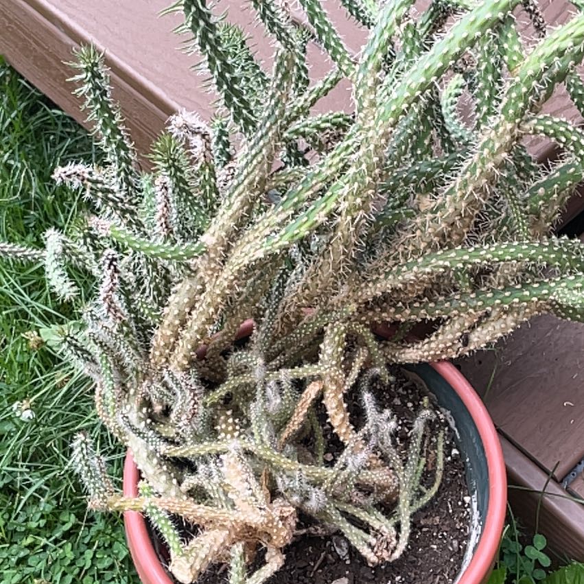 Photo of the plant species Snake Cholla by @SacredSierrapea named Lavender on Greg, the plant care app