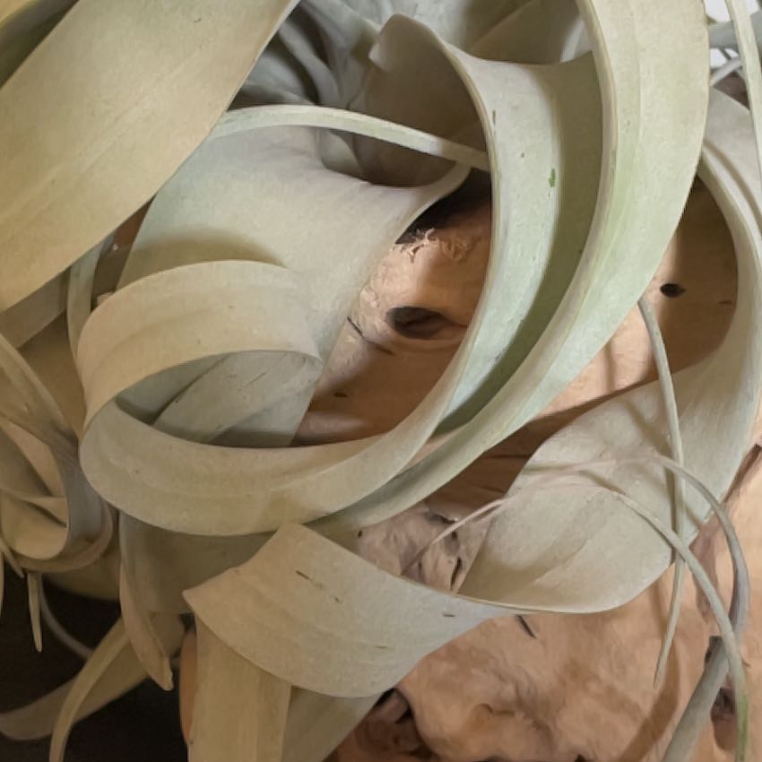 Tillandsia Xerographica plant with curly, silver-green leaves.