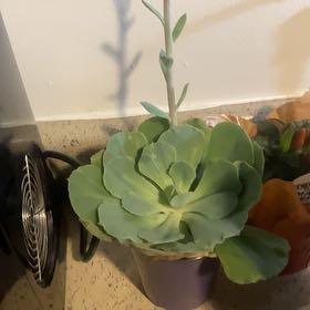 Photo of the plant species Succulent by @GnarlyRedlog46 named Morgan Treeman on Greg, the plant care app