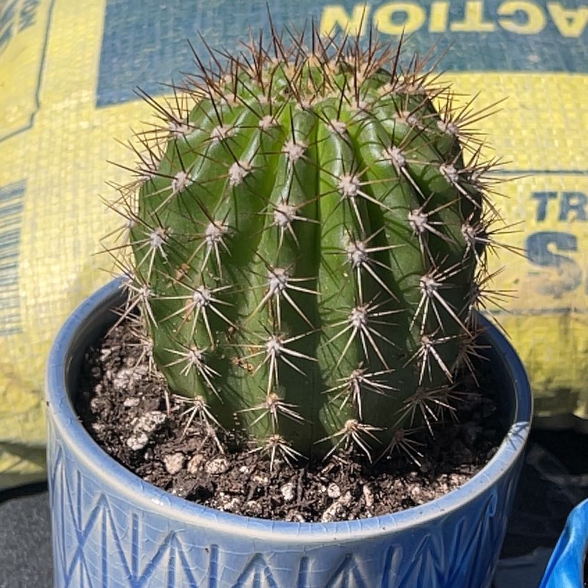 Photo of the plant species Torch Cactus by @RadRedmambo30 named Surya on Greg, the plant care app