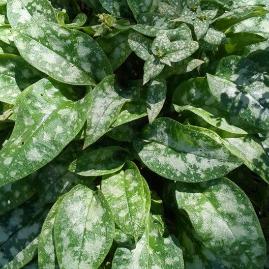 Photo of the plant species Bethlehem Sage by @ImmenseDill71 named Kesha on Greg, the plant care app