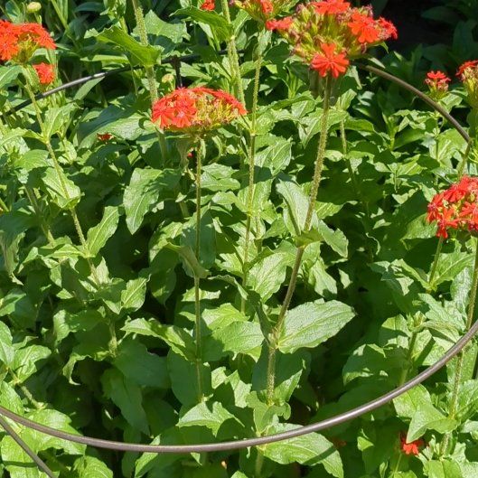 Photo of the plant species Maltese Cross by @ImmenseDill71 named Bruce Lee on Greg, the plant care app
