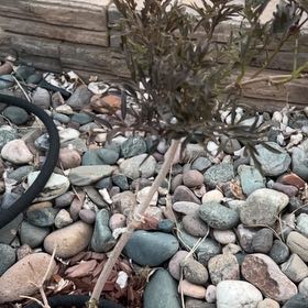 Photo of the plant species Black Lace Elderberry by @RealSickleweed named Elderberry on Greg, the plant care app