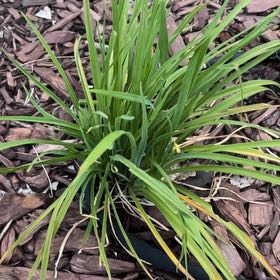 Photo of the plant species Mother's Day Lily by @RealSickleweed named Xena on Greg, the plant care app