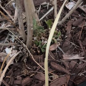 Photo of the plant species Miss Molly Butterfly Bush by @RealSickleweed named Lola on Greg, the plant care app