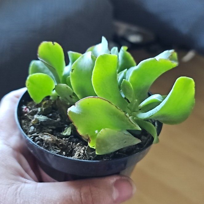 Photo of the plant species Ripple Jade™️ by @AnewCoojong41 named Robert Plant on Greg, the plant care app