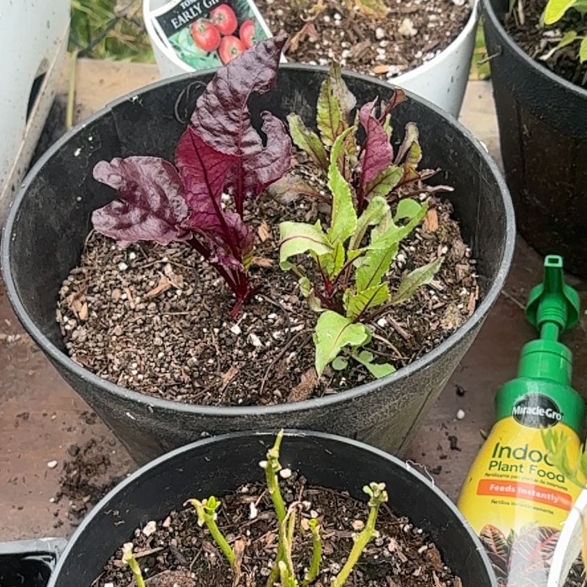 Photo of the plant species Common Beet by @NobleRyebrome named Bodhi on Greg, the plant care app
