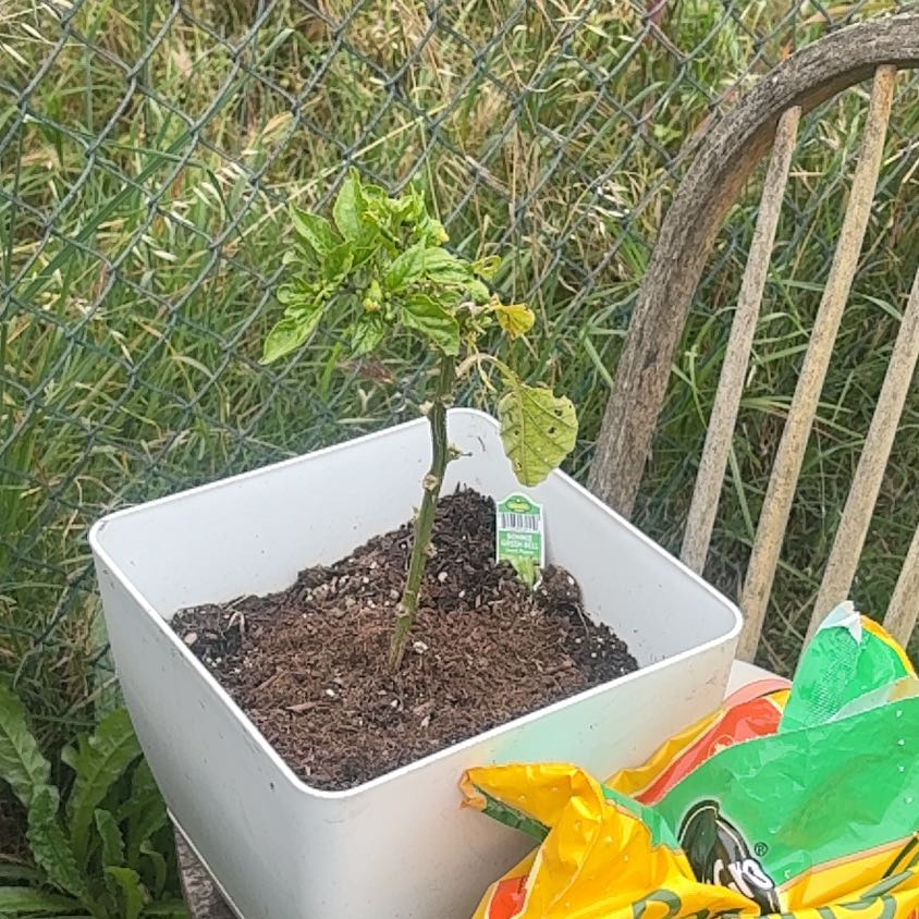 Photo of the plant species Bonnie green bell pepper by @NobleRyebrome named Beyonce on Greg, the plant care app