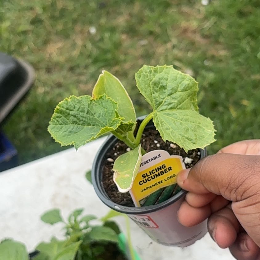Photo of the plant species Cucumber by @NobleRyebrome named Athena on Greg, the plant care app