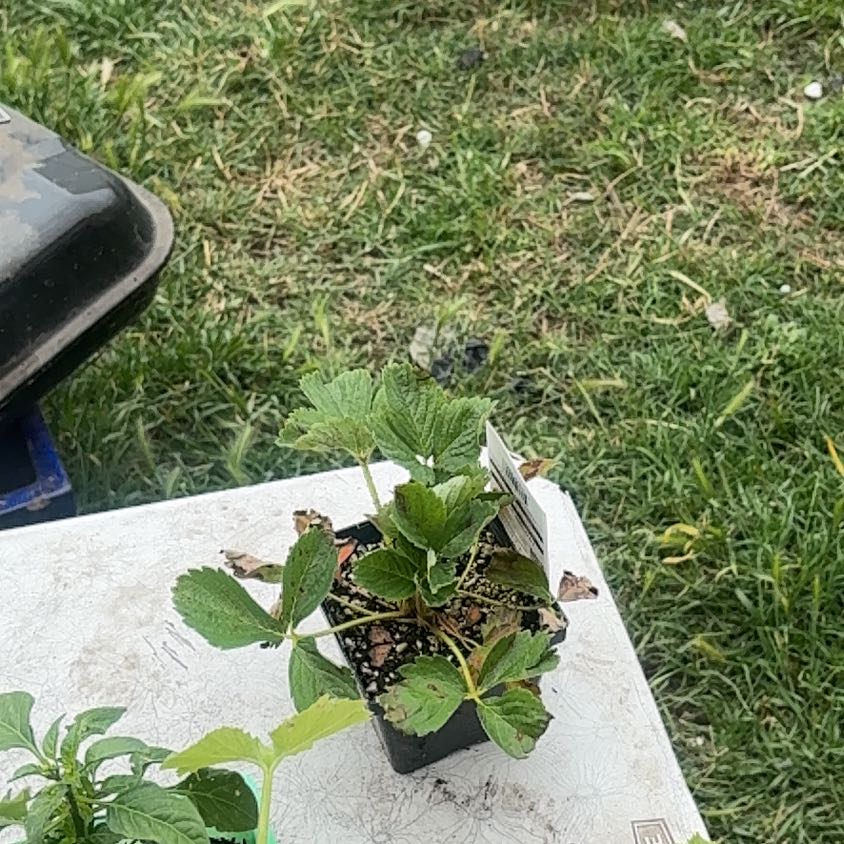 Photo of the plant species Quinault Strawberry by @NobleRyebrome named Figyonce on Greg, the plant care app