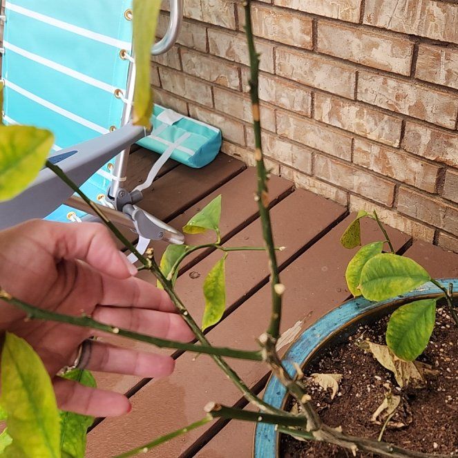 Photo of the plant species Dwarf Lemon Tree by @GreatRoussea73 named Luna on Greg, the plant care app
