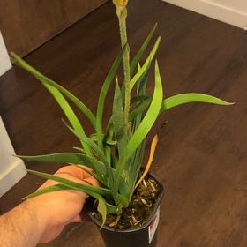 Photo of the plant species Yellow Kangaroo Paw Fern by @LimberRedflax77 named Harry on Greg, the plant care app