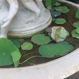 Photo of the plant species Sacred Lotus by @ZingLlavea88 named Shakira on Greg, the plant care app