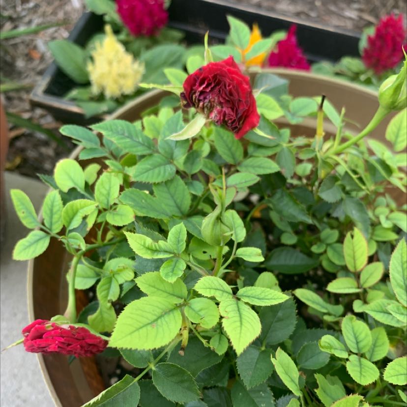 Beach Rose plant in a pot with green leaves and red flowers, other plants in the background.