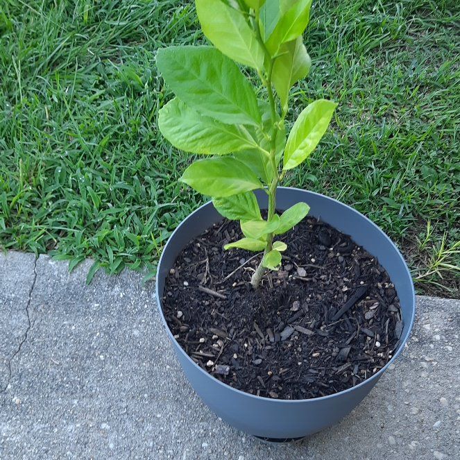 Spike Leaves