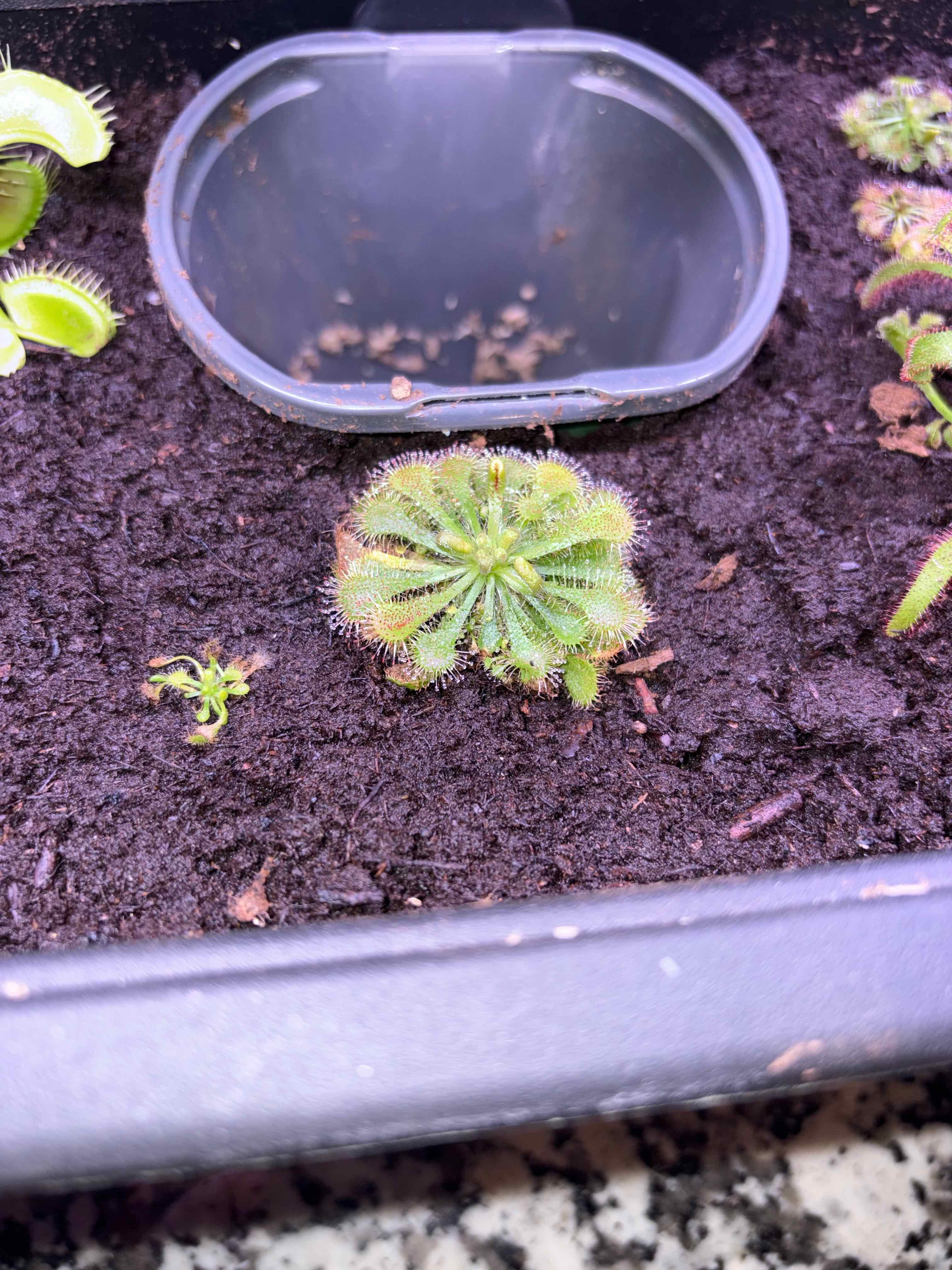 Photo of the plant species Tokaiensis Sundew by @Cheyguy named Toki on Greg, the plant care app