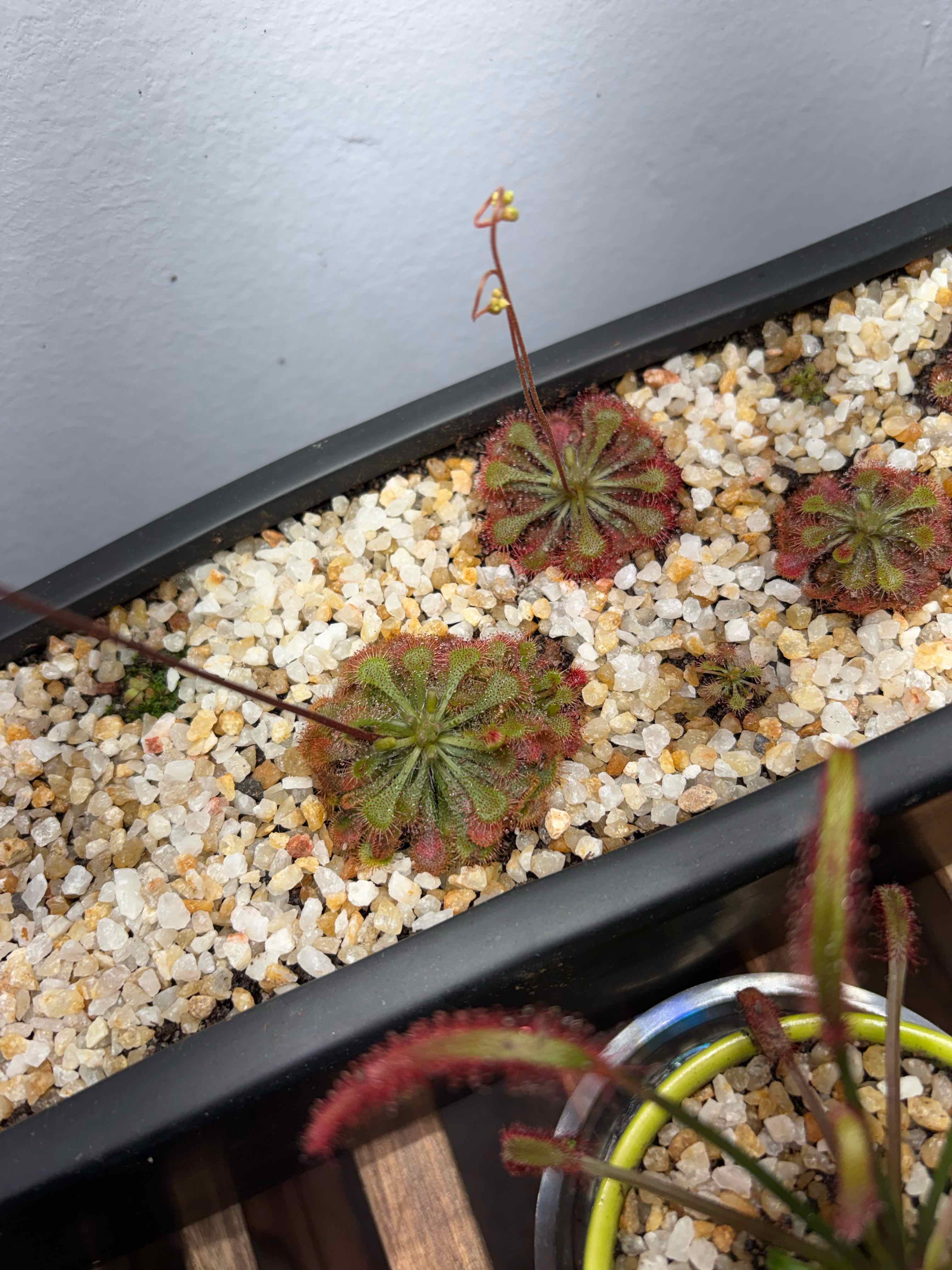 Photo of the plant species Tokaiensis Sundew by @Cheyguy named Wanda on Greg, the plant care app