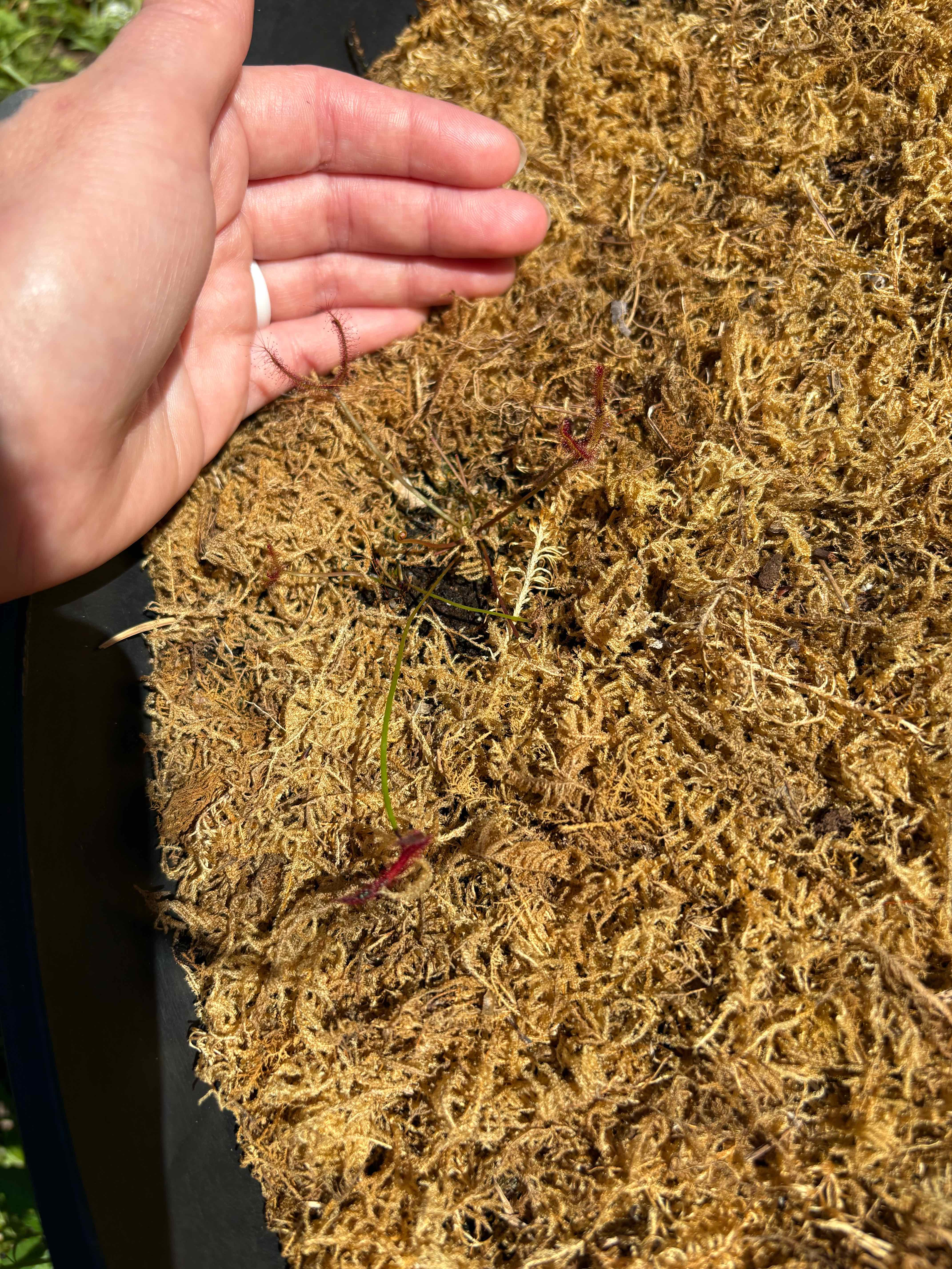 Photo of the plant species Forked Sundew by @Cheyguy named Seymour on Greg, the plant care app