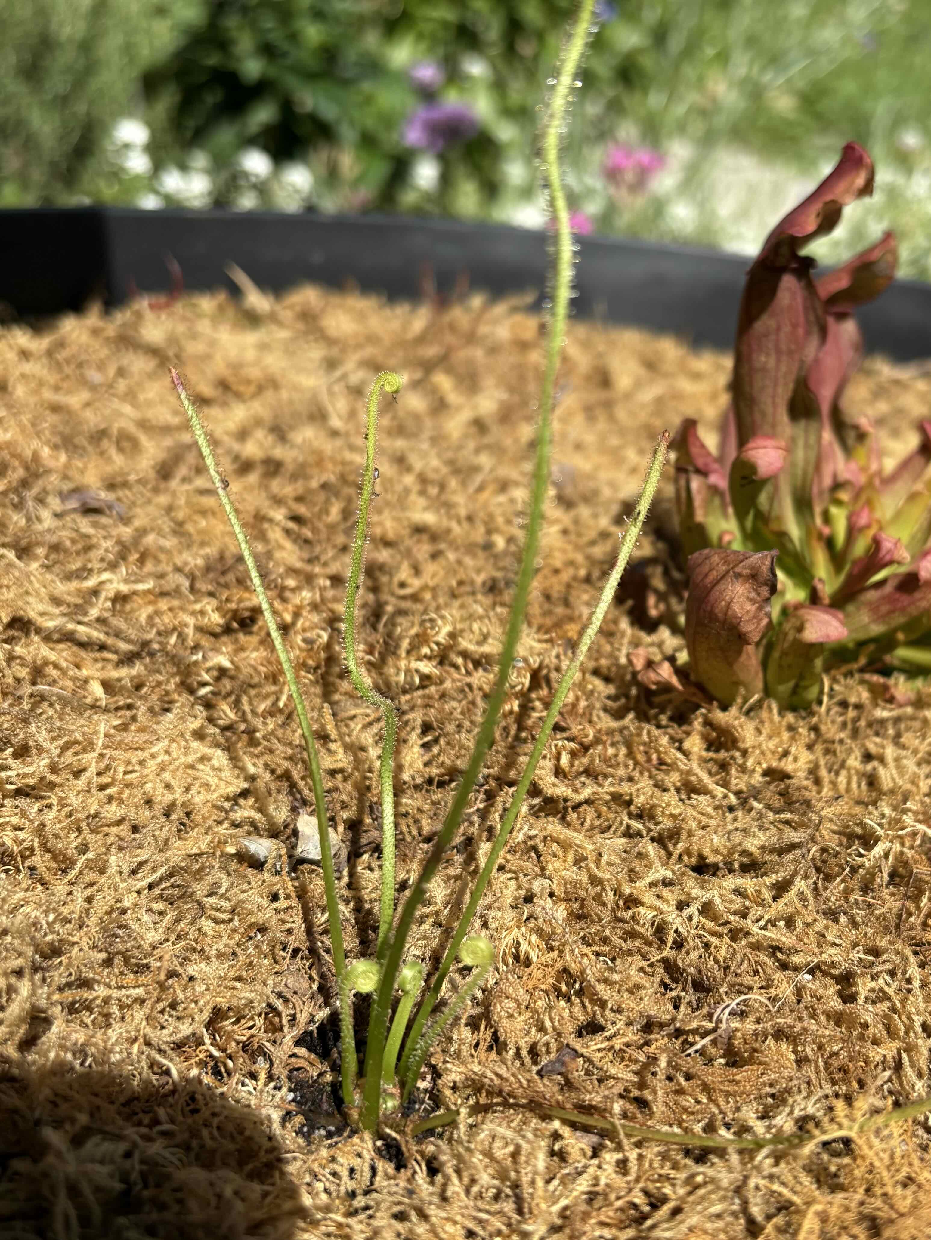 Photo of the plant species Drosera Filiformis by @Cheyguy named Tracyi on Greg, the plant care app