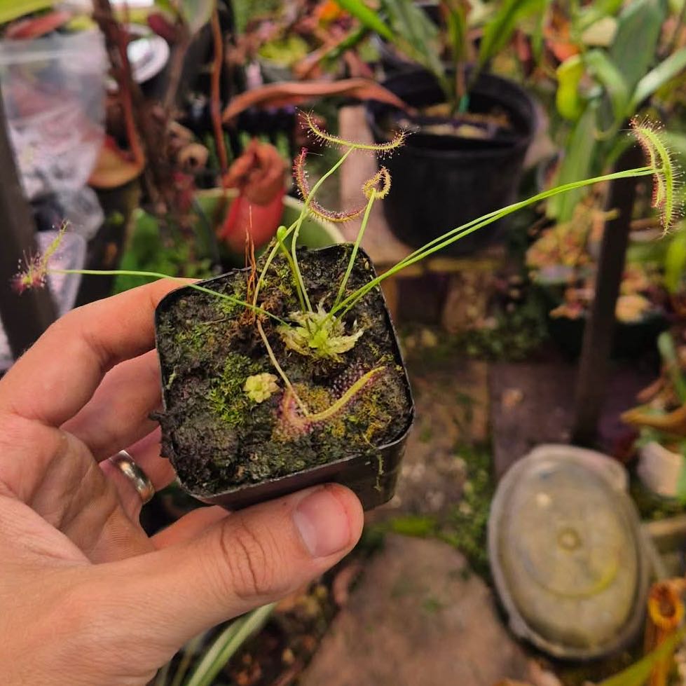 Photo of the plant species Forked Sundew by @Cheyguy named Seymour on Greg, the plant care app