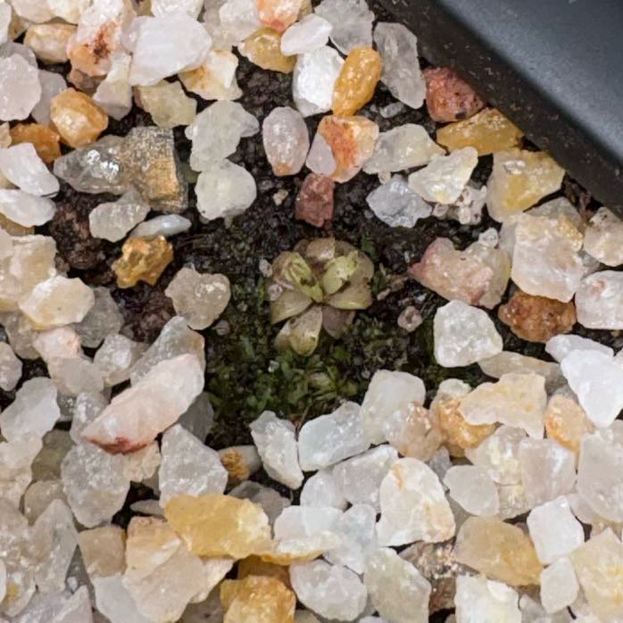 Photo of the plant species Common Butterwort by @Cheyguy named Tiny on Greg, the plant care app