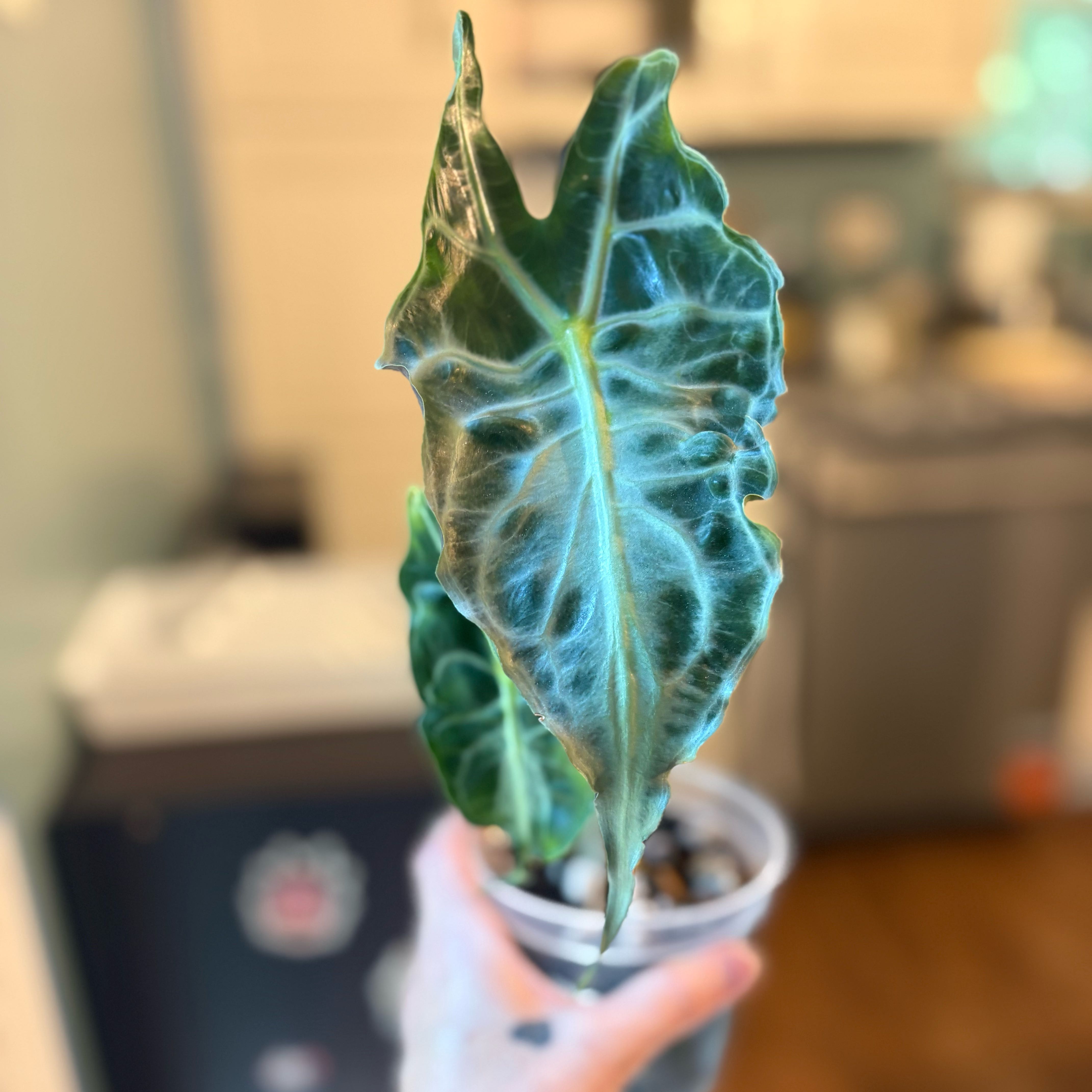 Photo of the plant species Alocasia 'Venom' by @Cheyguy named Toxin on Greg, the plant care app