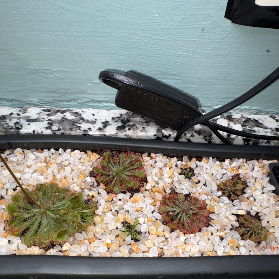 Photo of the plant species Tokaiensis Sundew by @Cheyguy named Wanda on Greg, the plant care app