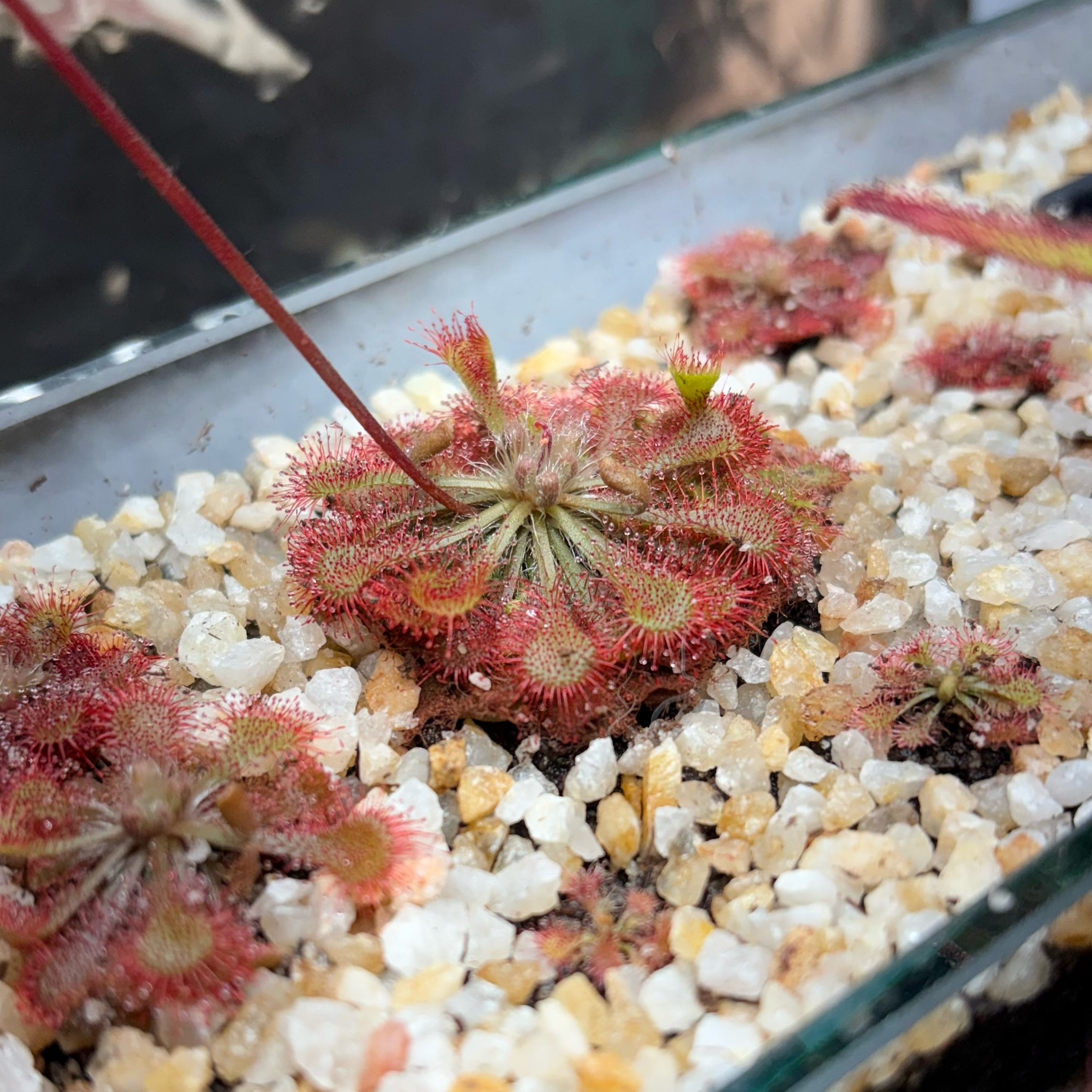 Photo of the plant species Tokaiensis Sundew by @Cheyguy named Wanda on Greg, the plant care app