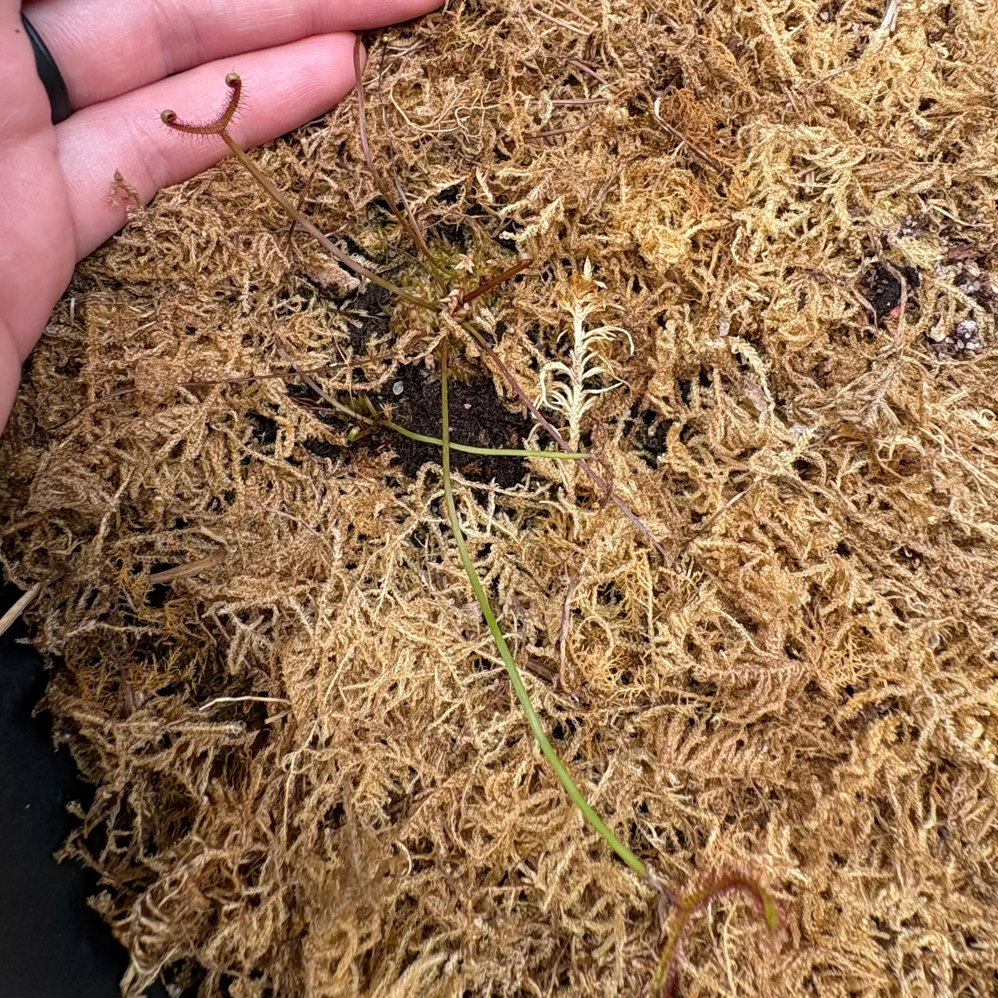 Photo of the plant species Forked Sundew by @Cheyguy named Seymour on Greg, the plant care app