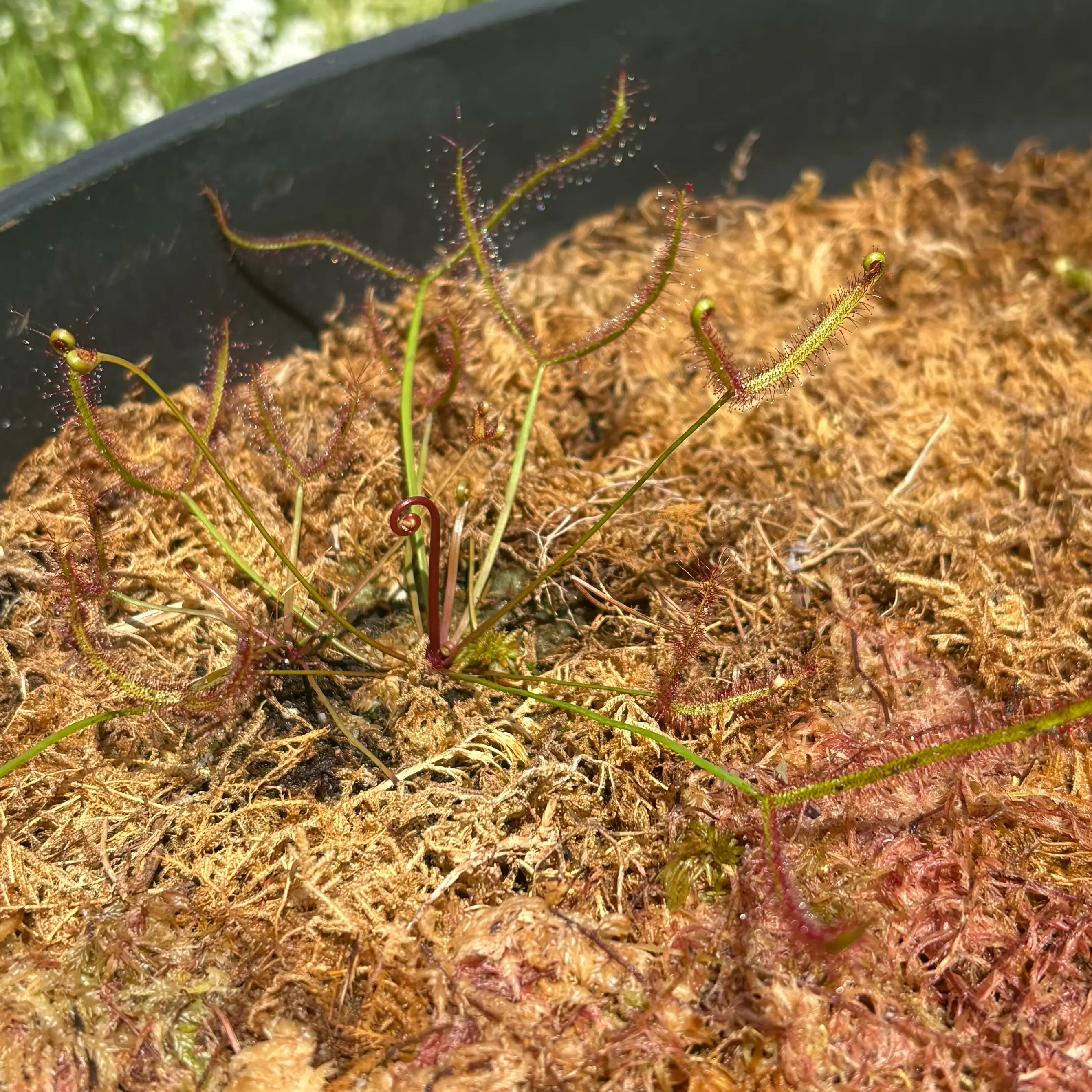 Photo of the plant species Forked Sundew by @Cheyguy named Seymour on Greg, the plant care app