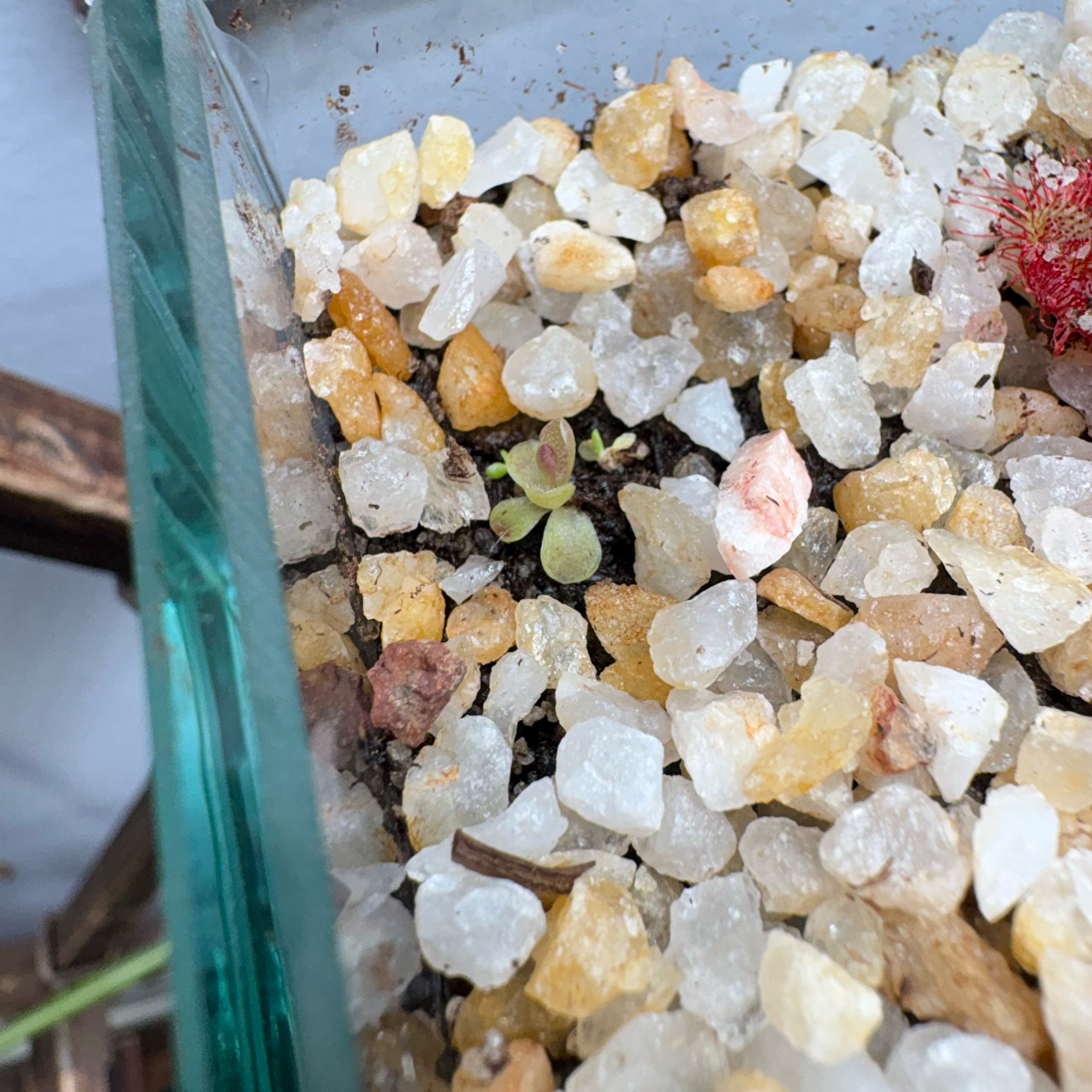 Photo of the plant species Common Butterwort by @Cheyguy named Tiny on Greg, the plant care app