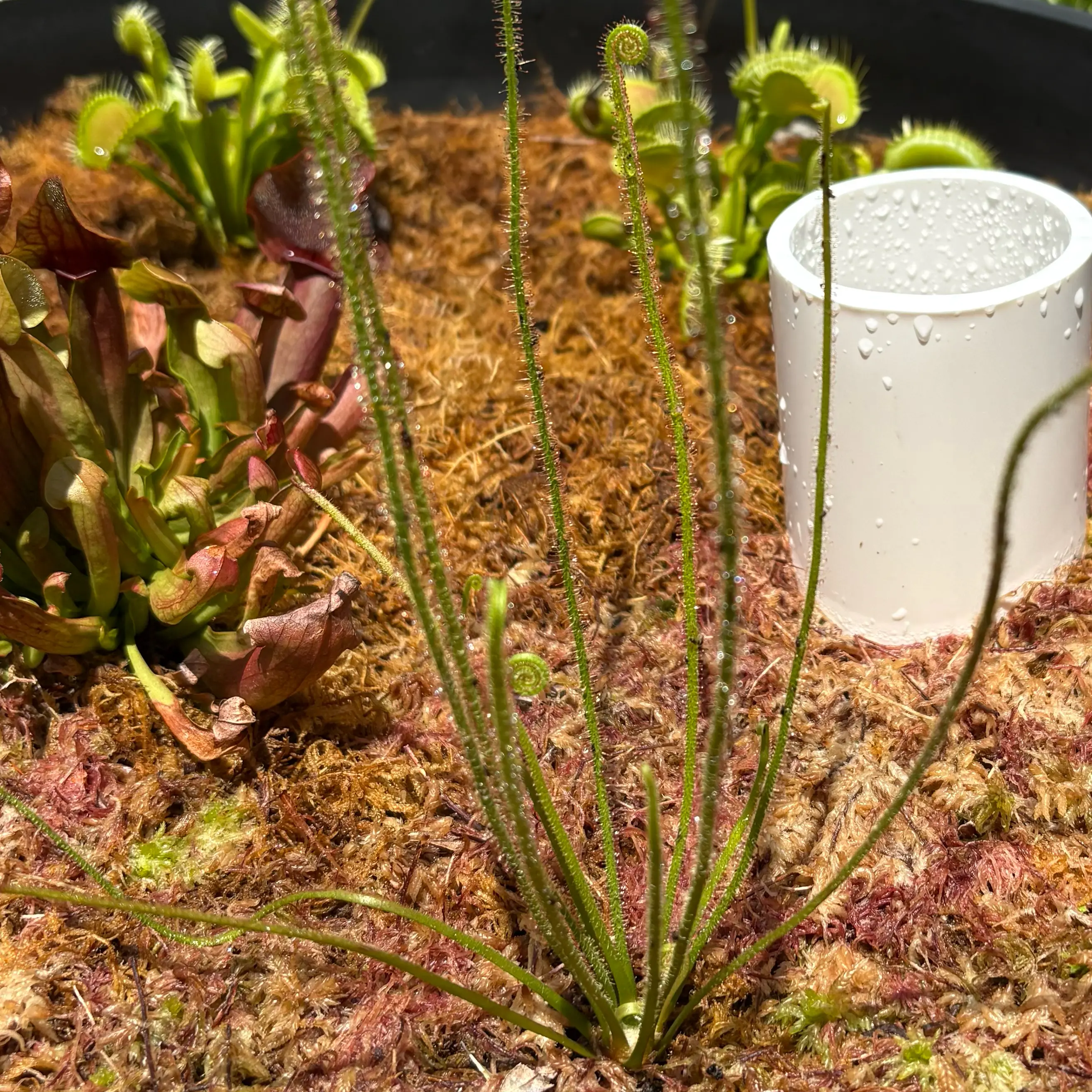 Photo of the plant species Filiformis by @Cheyguy named Gwen Stacey on Greg, the plant care app