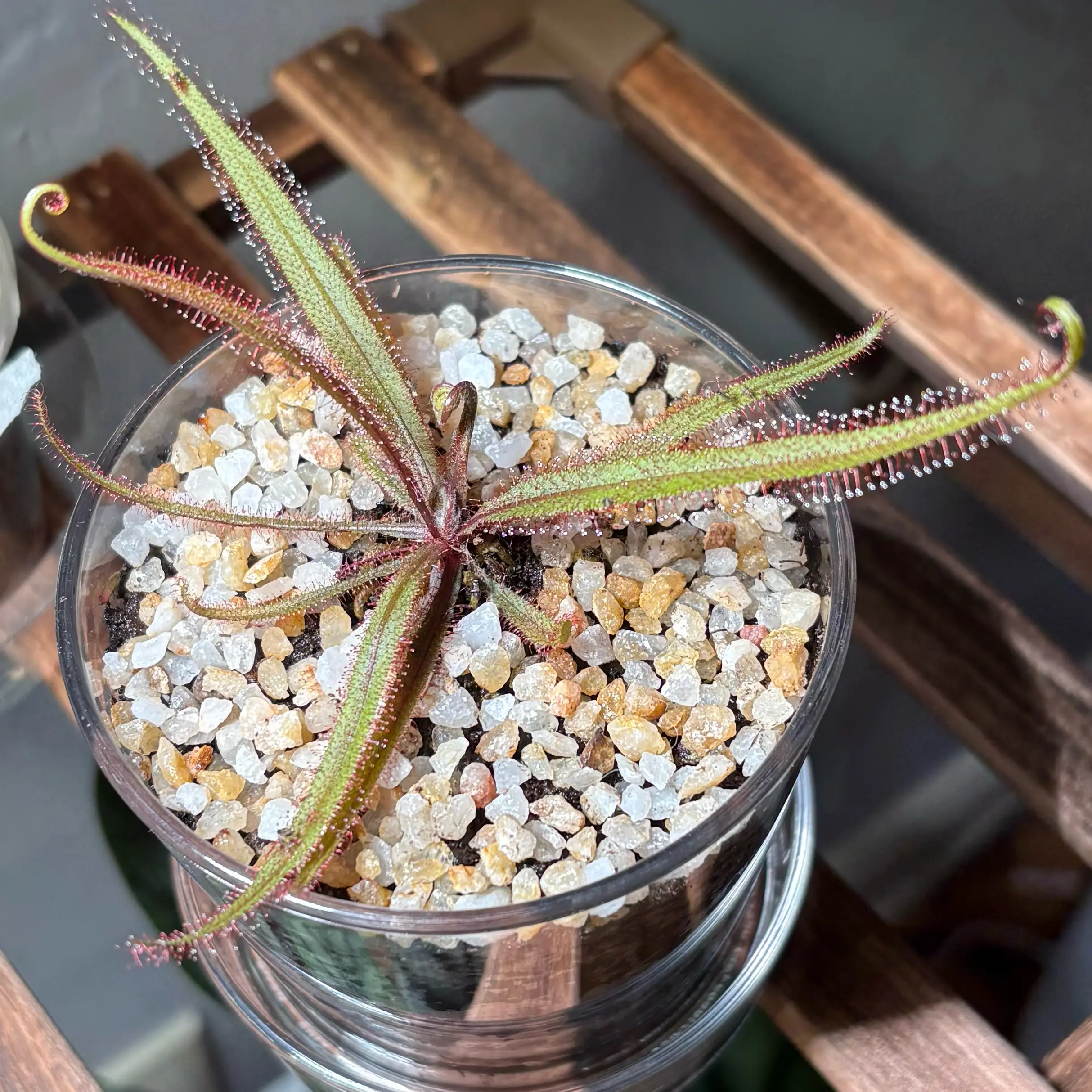 Photo of the plant species Lance-leaved Sundew by @Cheyguy named Cosmo on Greg, the plant care app
