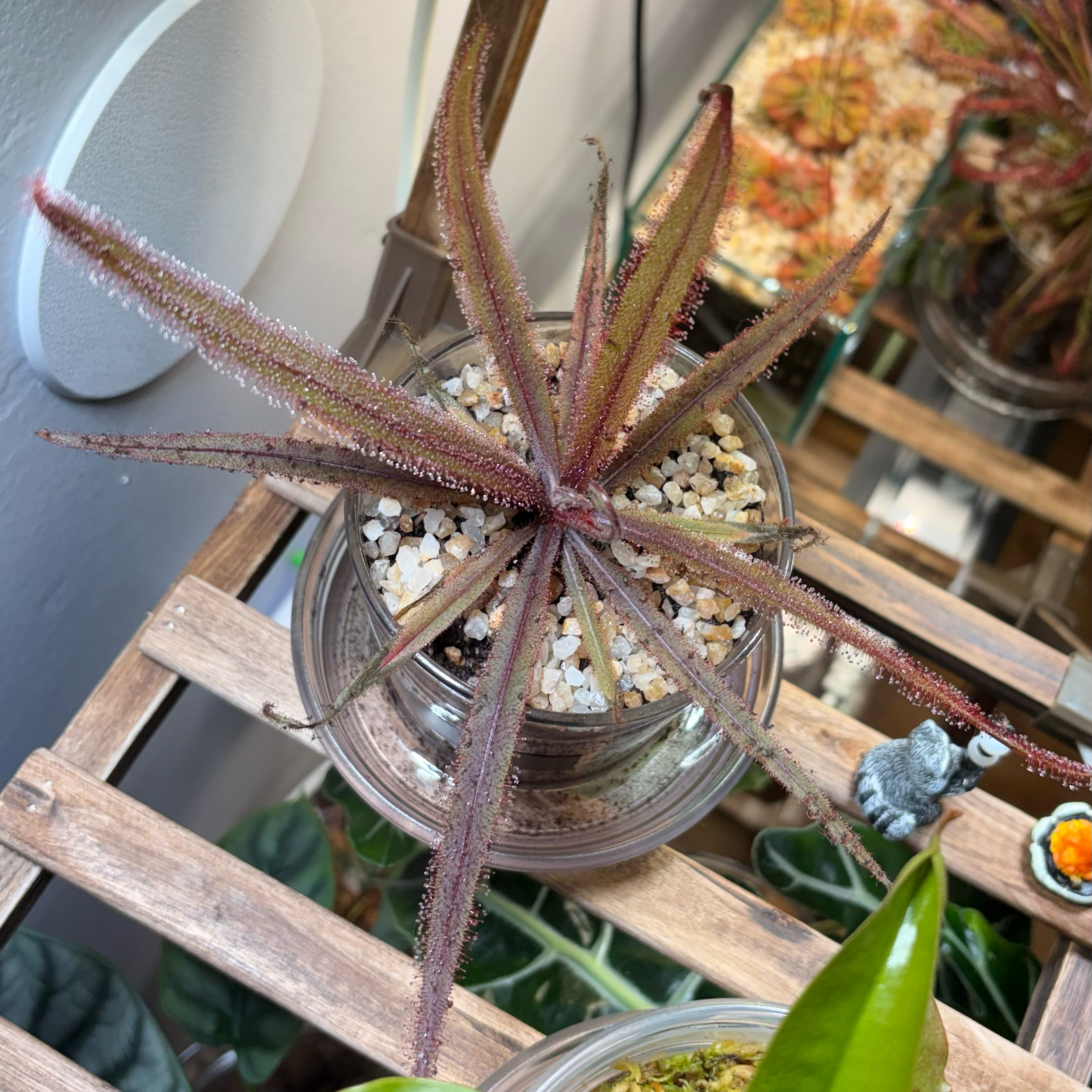 Cosmo
