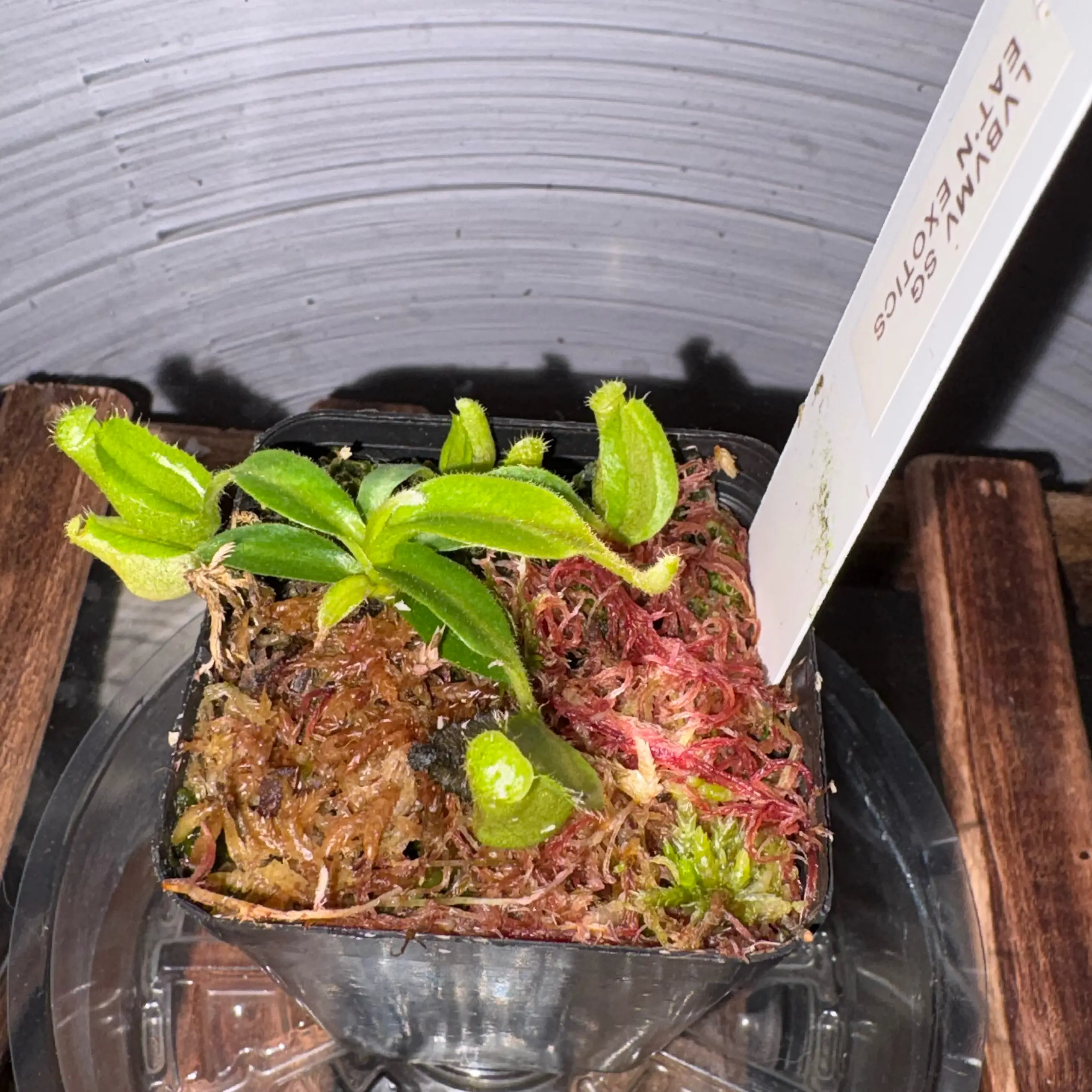 Photo of the plant species Pink Candy Cane Pitcher Plant by @Cheyguy named Carnage on Greg, the plant care app