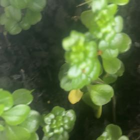 Photo of the plant species Oregon Stonecrop by @VipHollowroot47 named Pax on Greg, the plant care app
